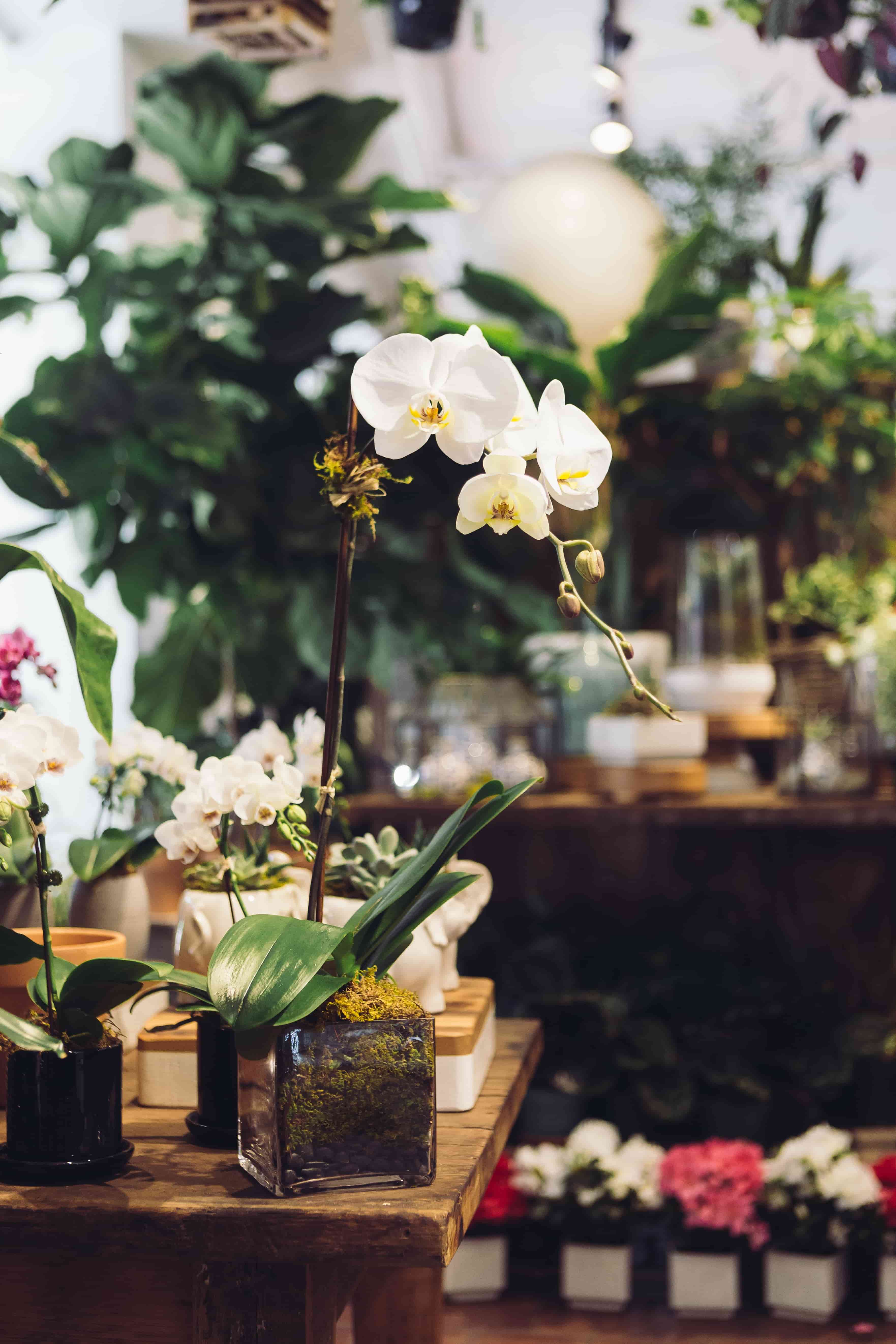 Different Orchids for a Stunning Bouquet | Little Flower Hut