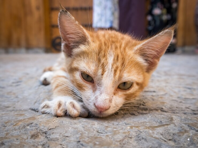 Treatment and Prevention of Cat Fleas