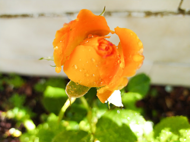 Rosa grandiflora "Soleil de Minuet".