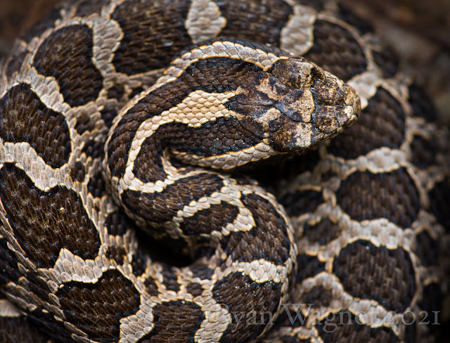 massasauga rattlesnake ohio