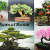  Basics on growing Bonsai tree for Beginners