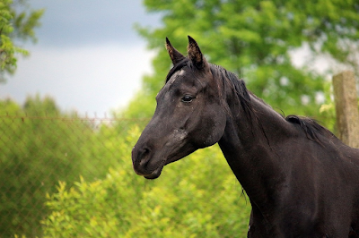 Black Horse Dream Meaning Biblical