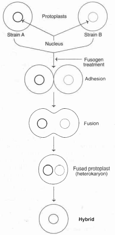 Somatic Hybridization