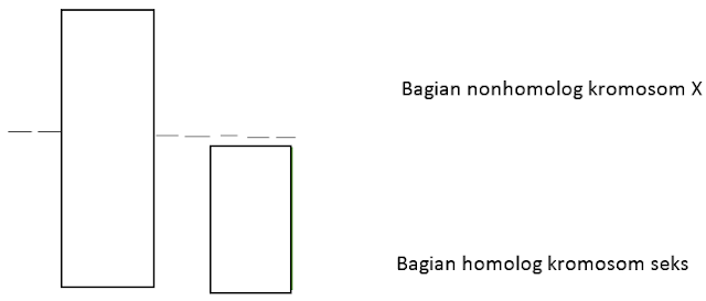 Pautan Seks (Pautan Kelamin) Hemofilia,  Warna Mata Drosophila Melanogaster ~ Pola - Pola Hereditas