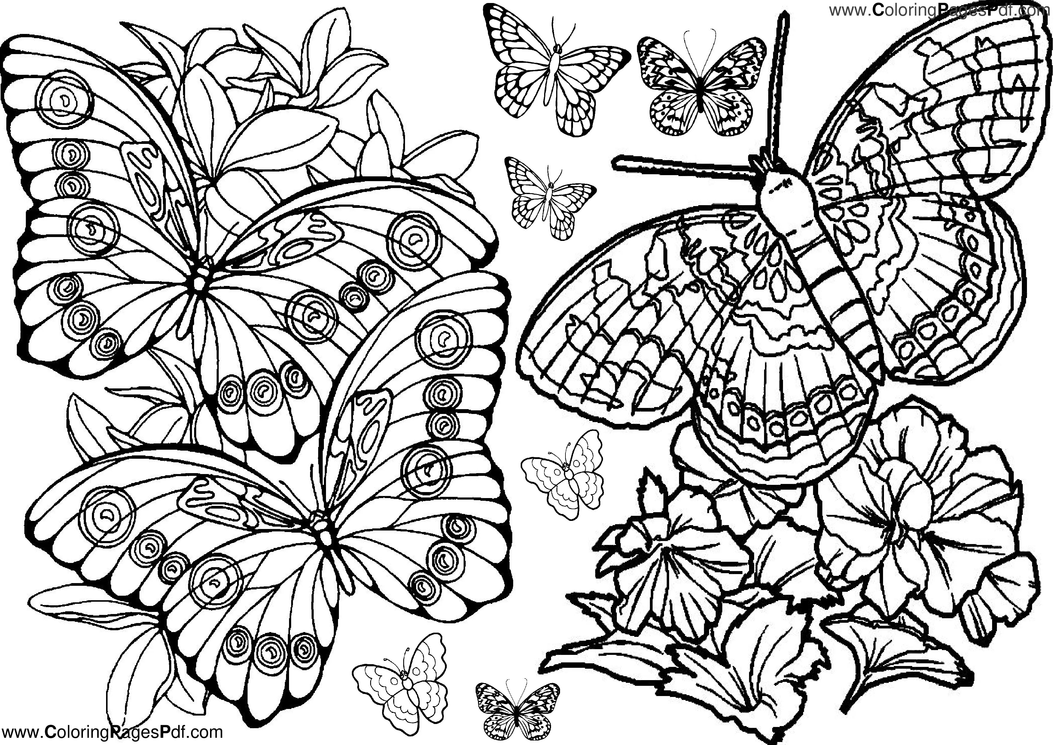 Butterfly coloring pages PDF