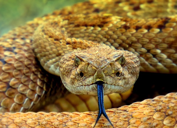 What Is the World's Biggest Snake?