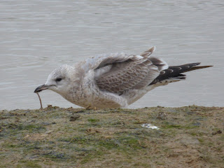 1st winter Common Gull