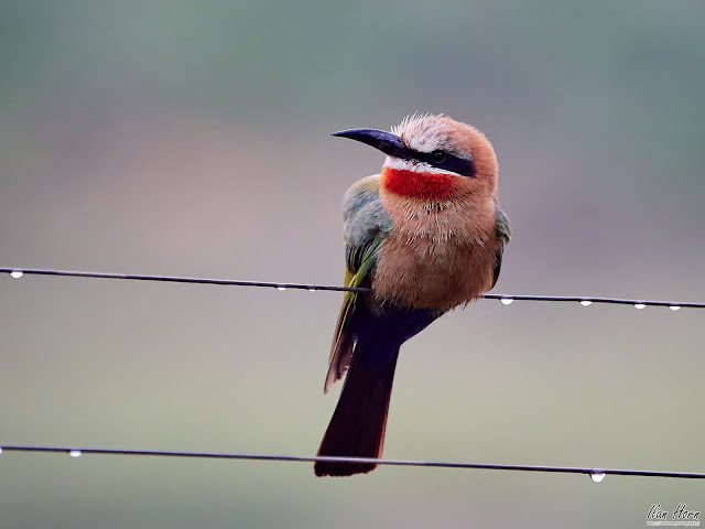Bee-Eater at Dawn