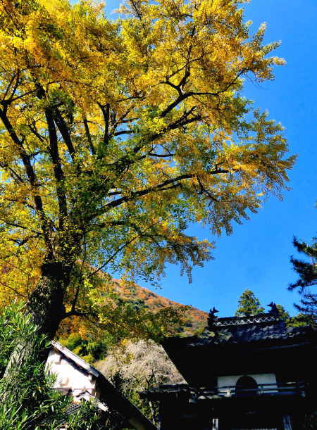 The first stop was Kannabiji Temple, a few kilometers upstream on the Gonokawa River.