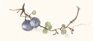 Wild grape fruit