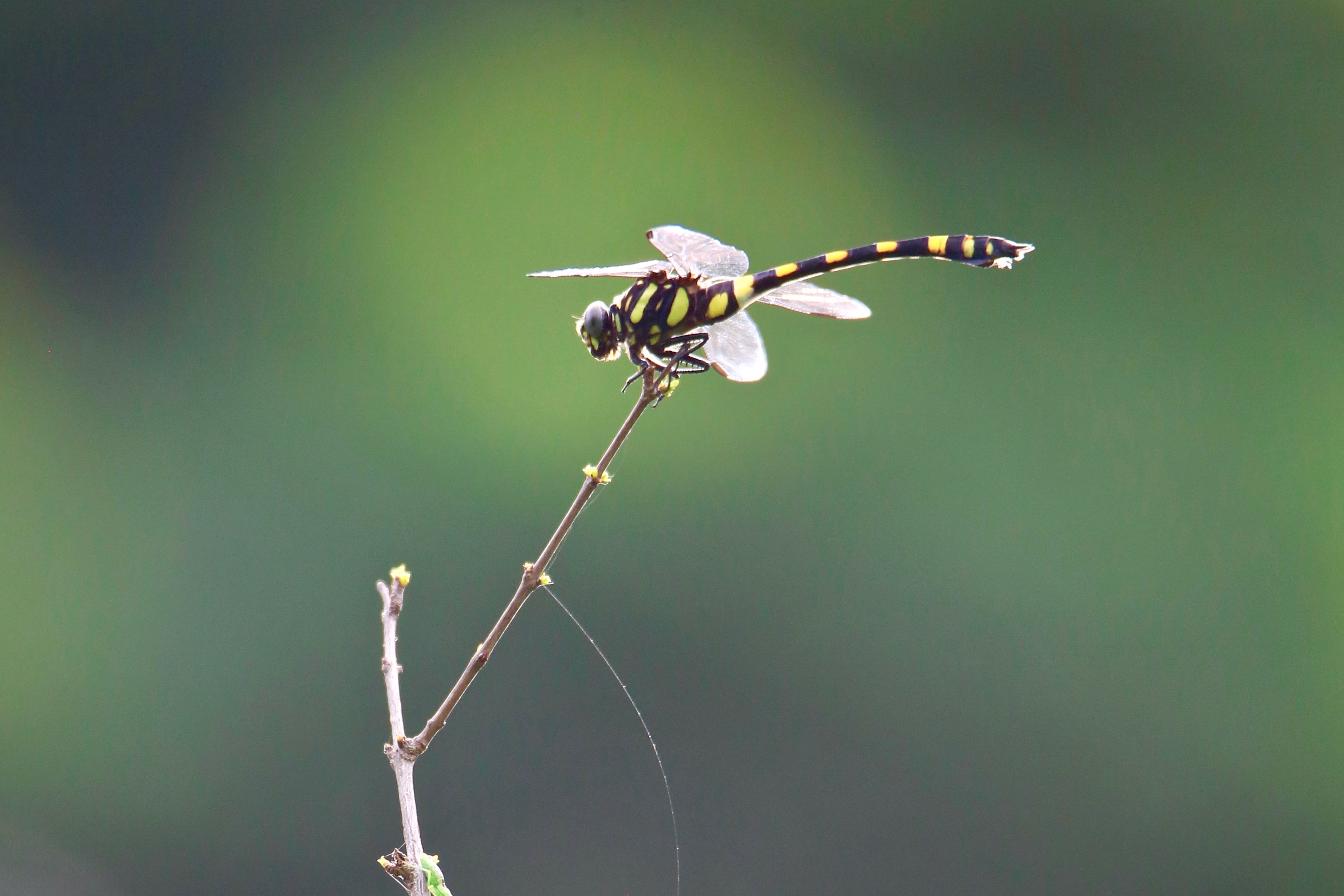 Indian Common Clubtail dragonfly, dragonflies of India high resolution images free