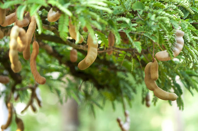 Do you know the importance of the " Tamarind "  tree?