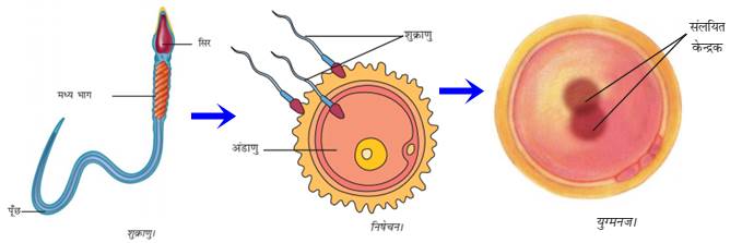 मनुष्य में शुक्राणु एवं अंडाणु के संयोजन का चित्र