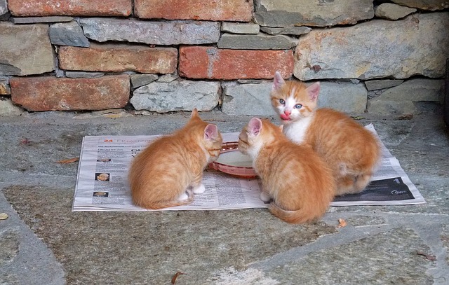 Rekomendasi Makanan Kucing Kampung Agar Bulunya Lebat dan Sehat
