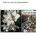 How to care for paperwhites