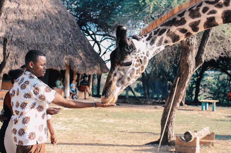 Man feeding giraffe, photo by Git Stephen Gitau