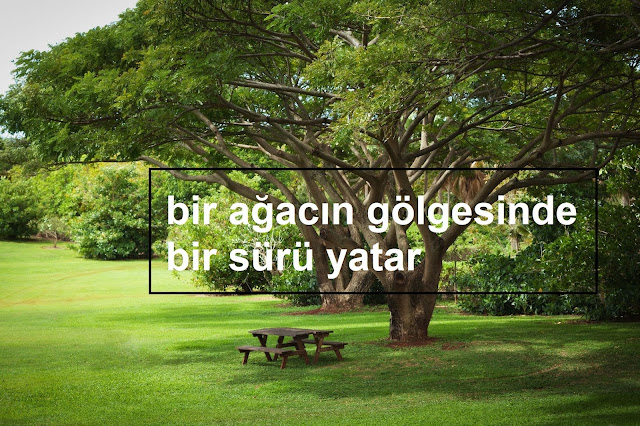 bir ağacın gölgesinde bir sürü yatar