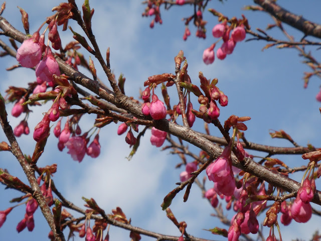 Prunus campanulata 'Ryukyu-hizakura'