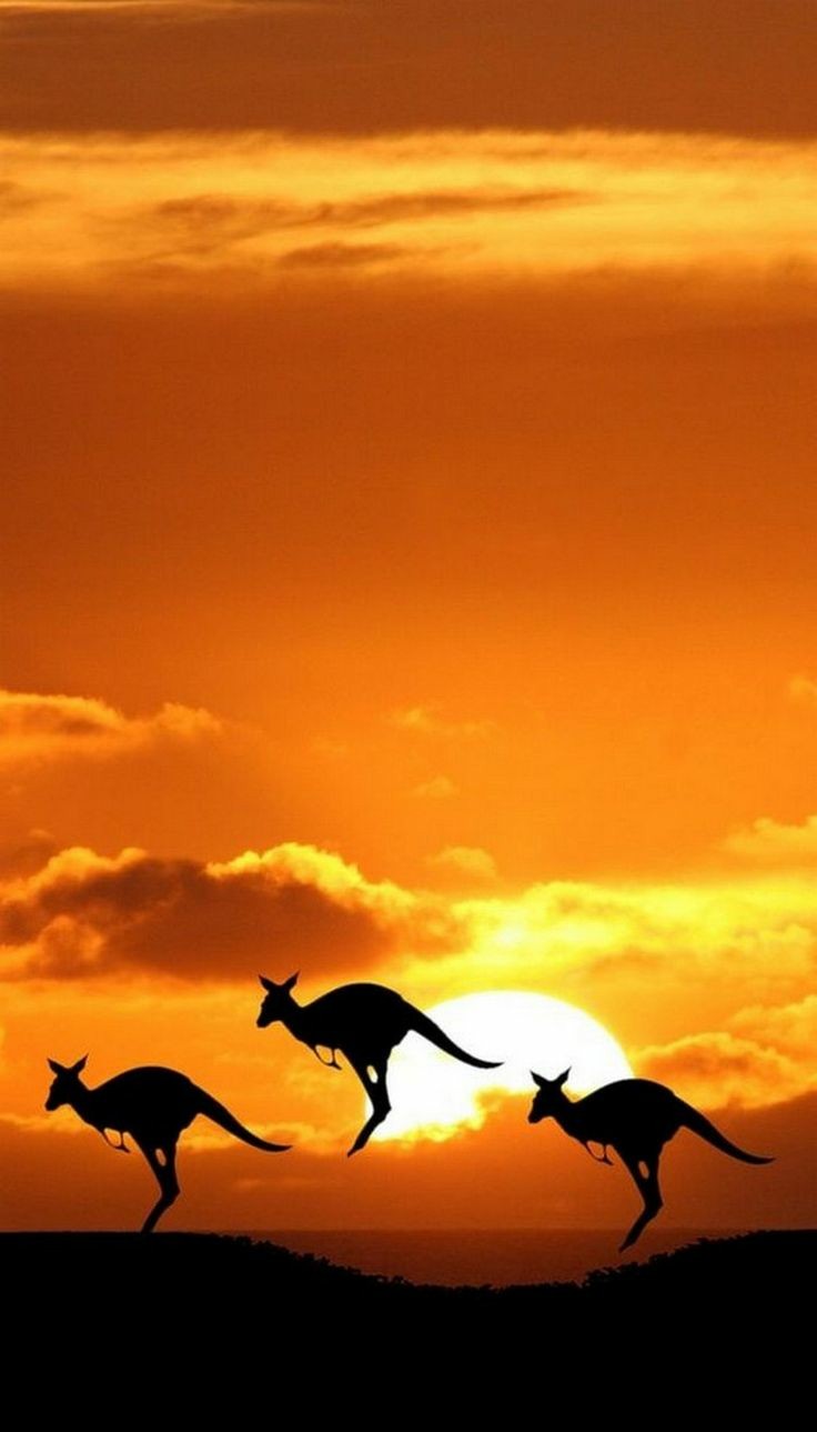 Sunset Animal Wallpaper images for Mobile || Animal Wallpaper