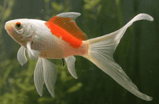 Jenis Ikan Komet (Carassius auratus)