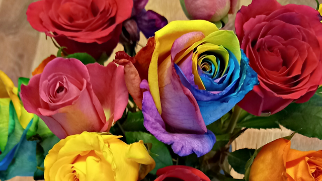 Rainbow roses