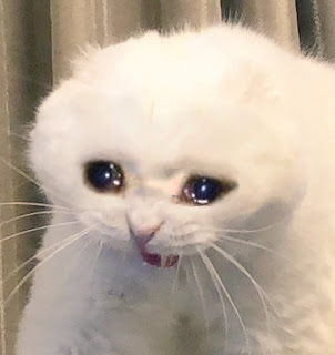 Crying cat meme