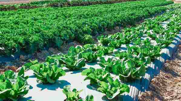 6 Surprising Facts About Organic Farming
