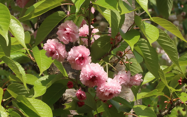 Prunus jamasakura 'Raikouji-kikuzakura'
