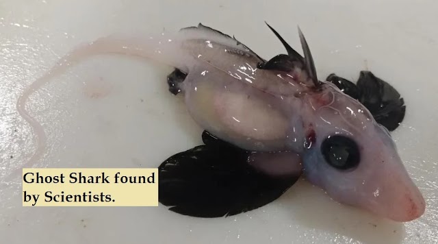Scientists in New Zealand find rare baby ghost shark from deep sea | The fish that can live a hundred years
