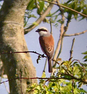 Red-backed shrike