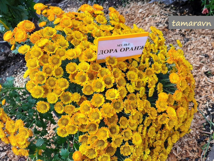 Хризантема (Chrysanthemum)