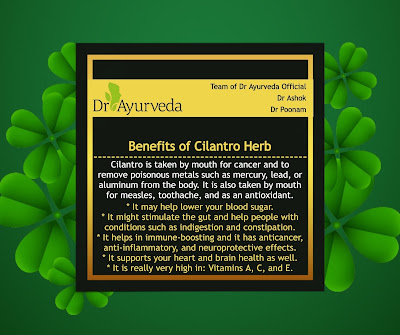 Benefits of Cilantro Herb Dr Ayurveda