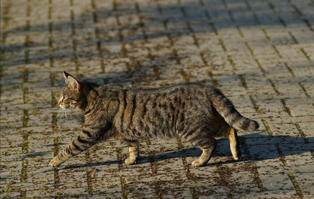 Mengapa Kucing Kabur dari Rumah? Bagaimana Cara Mencegahnya?