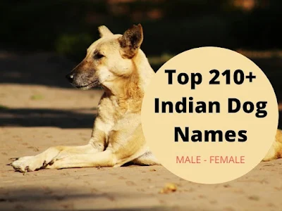 Top 210+ Indian Dog Names - Male and Female