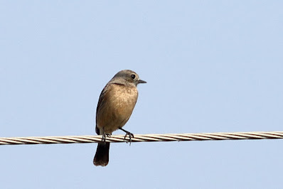 Pied Bushchat