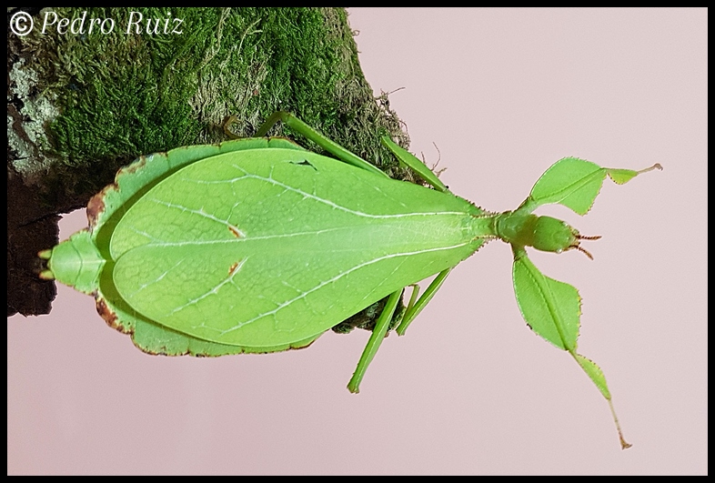 Hembra adulta (verde) de Phyllium philippinicum, 8 cm de longitud