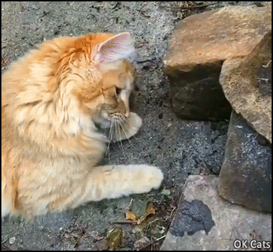 Funny Cat GIF • Playful kitty just wants to make friends with a brave toad [ok-cats-gifs.com]