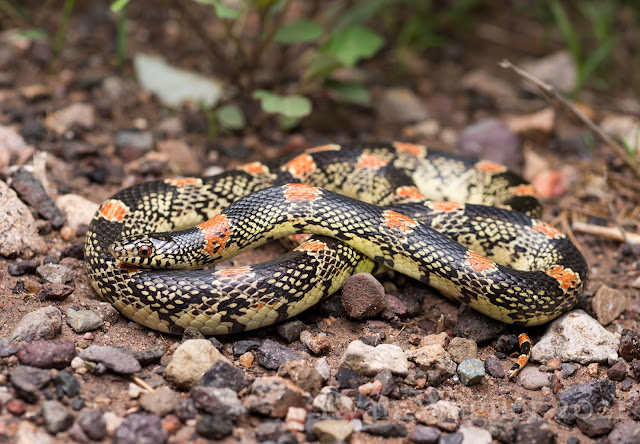 Field Life: No Ordinary Black Snake