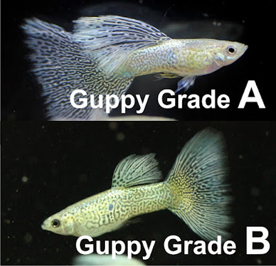 perbedaan ikan guppy cendolan dan rijek