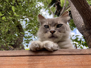 a cat looking over a fence