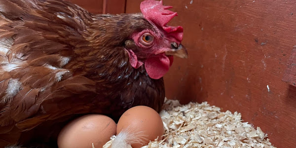 Are chickens easy to keep?