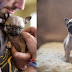 Γνωρίστε το σκυλάκι ράτσας Παγκ, Το μικρότερο σκυλάκι στον κόσμο! (photos)