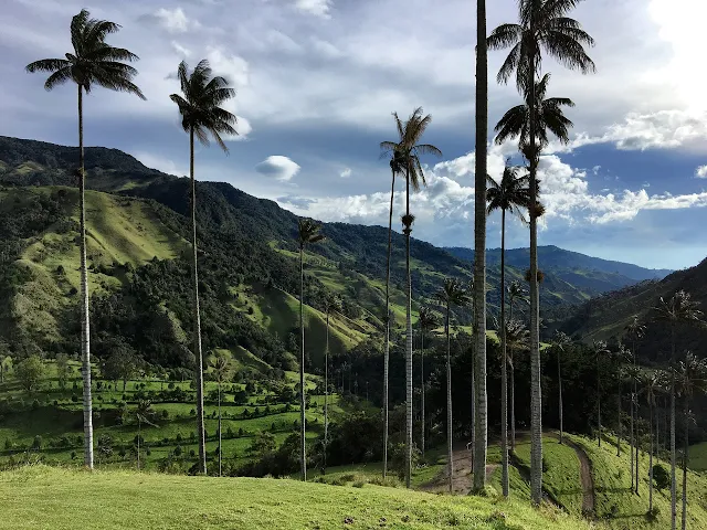 Cocora Valley