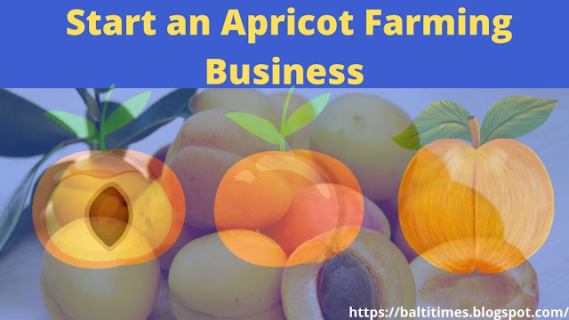 How To Start an Apricot Farming Business in Skardu Baltistan?