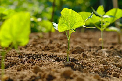 A Growing Vegetable Garden Is A Beautiful Sight To See And Nibble