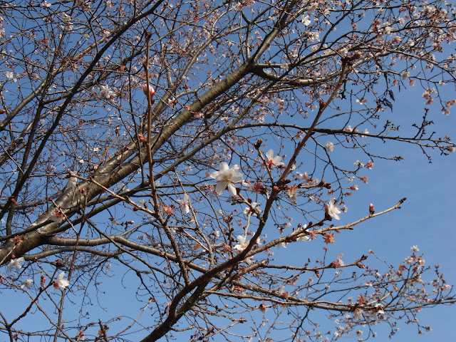 Prunus x parvifolia 'Parvifolia'