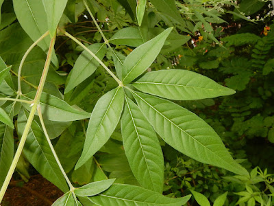 黃荊的葉