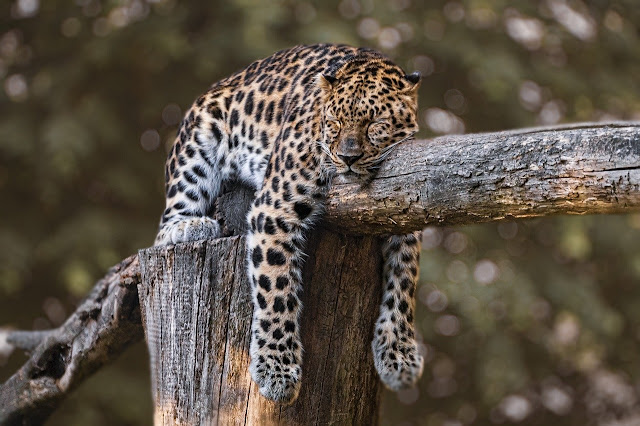 Jaguar sleeping on Log