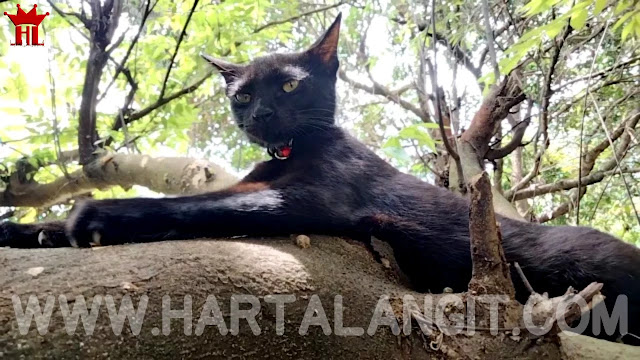 gambar kucing hitam pembawa rezeki dan hoki