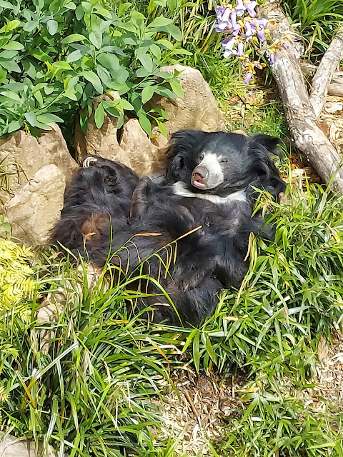 It's TWINS—sloth bear cubs born New Year's Day!